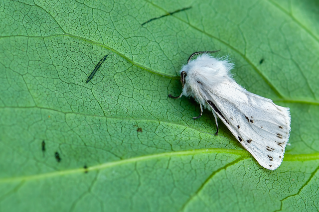 Spilosoma lubricipedum/urticae
