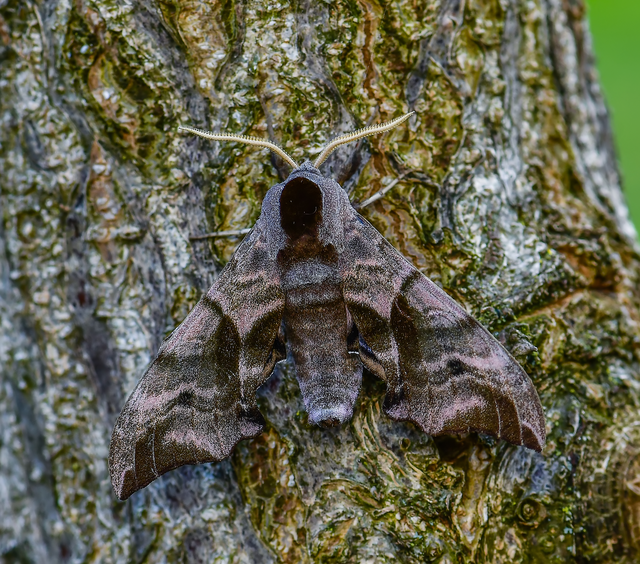 Smerinthus ocellatus - esti pávaszem