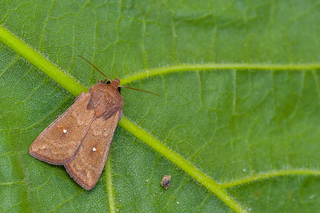 Mythimna albipuncta - fehérpettyes rétibagoly