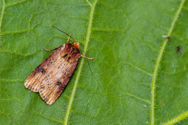 Axylia putris - vonalkás földibagoly