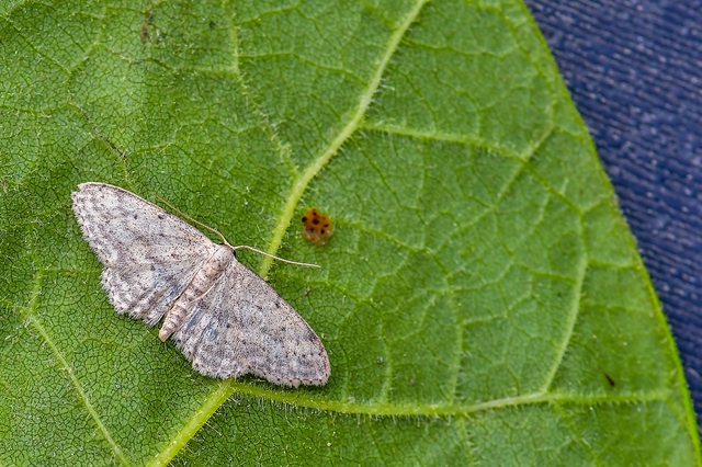 Idaea seriata - szürke apróaraszoló