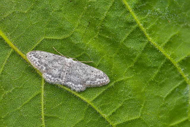 Idaea seriata - szürke apróaraszoló