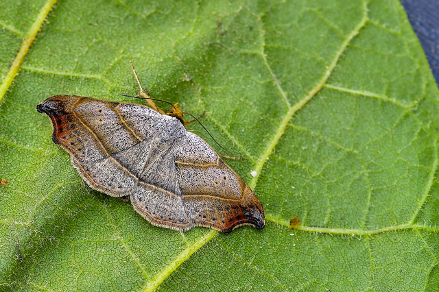 Laspeyria flexula - zuzmóbagoly
