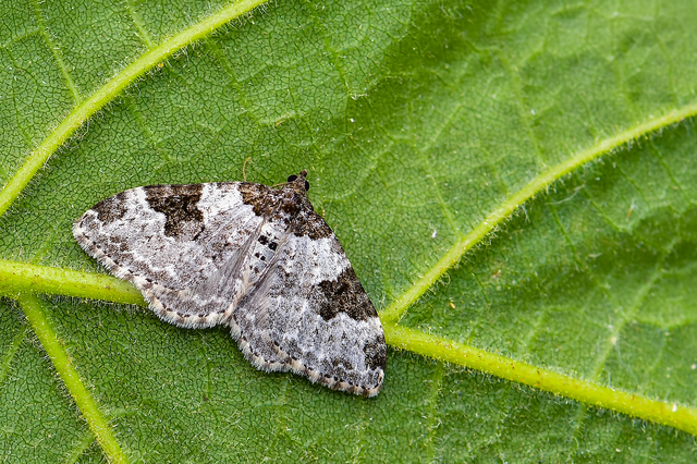 Xanthorhoe fluctuata - közönséges tarkaaraszoló