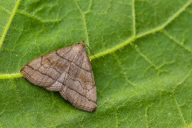 Herminia tarsicrinalis - szőröslábú karcsúbagoly