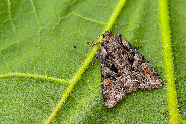 Lacanobia thalassina - borbolya-kertibagoly