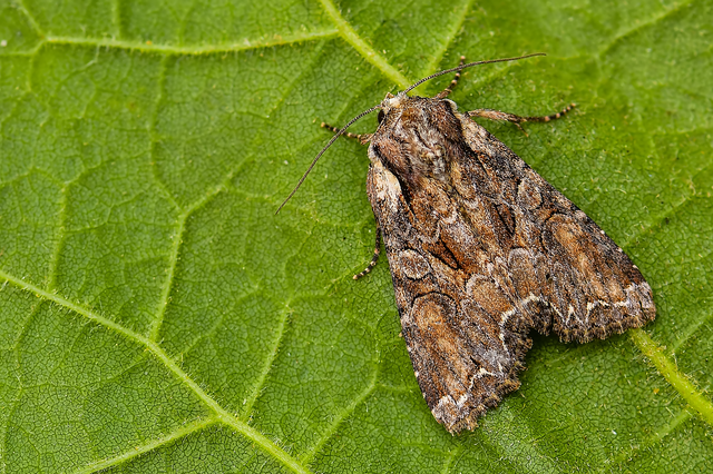 Lacanobia thalassina - borbolya-kertibagoly