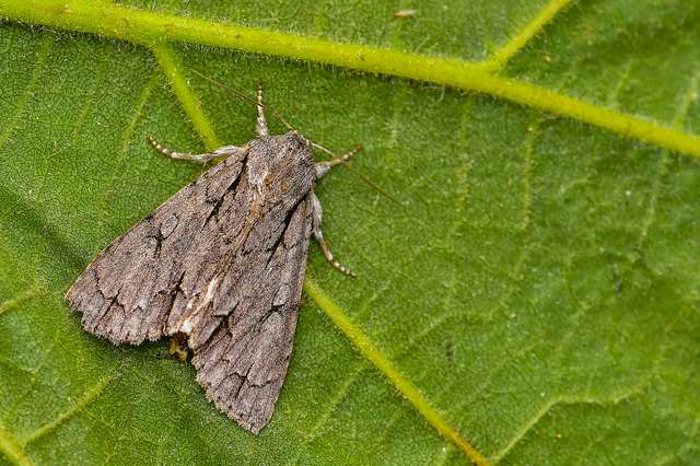 Acronicta cuspis/tridens/psi