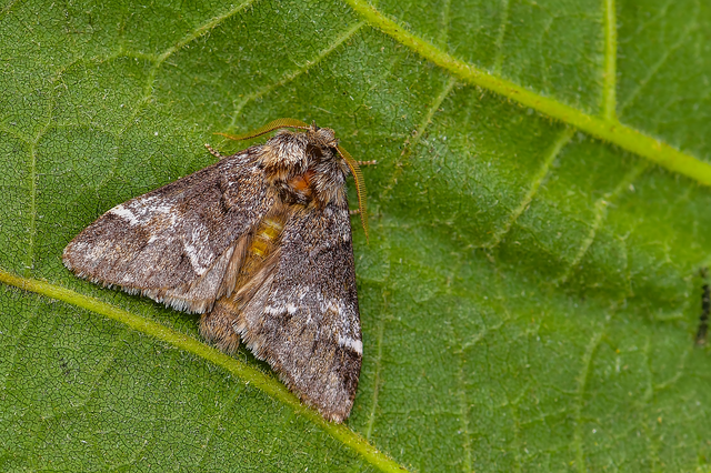 Drymonia dodonea - bélyeges púposszövő