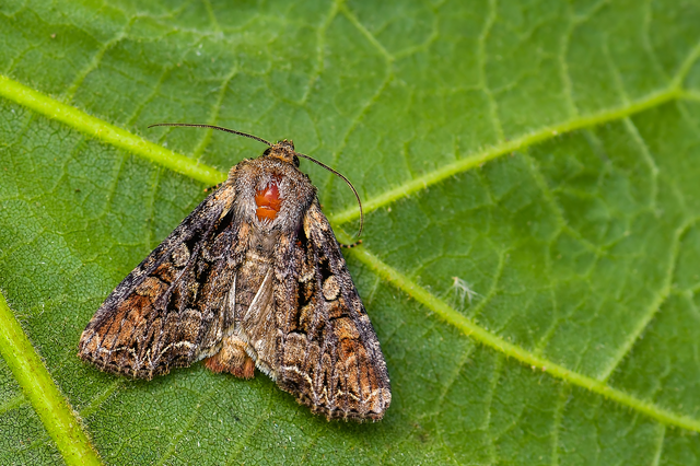 Lacanobia thalassina - borbolya-kertibagoly
