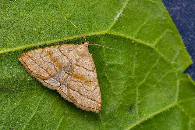 Herminia tarsicrinalis - szőröslábú karcsúbagoly