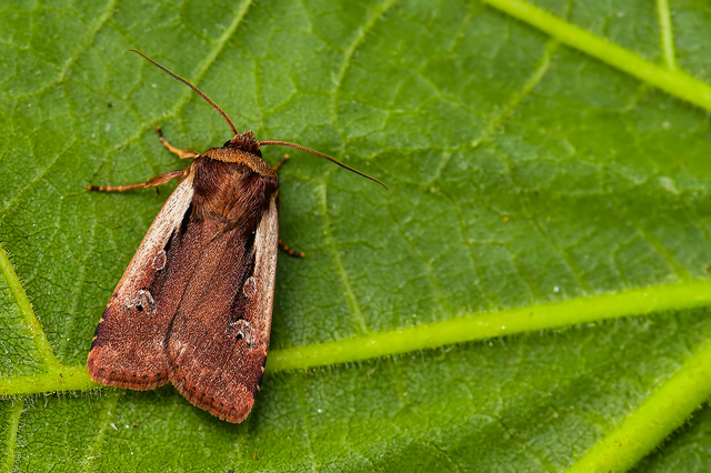Ochropleura plecta - fehérszegélyű fűbagoly