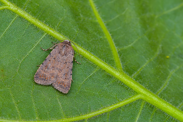 Paradrina clavipalpis - közönséges selymesbagoly