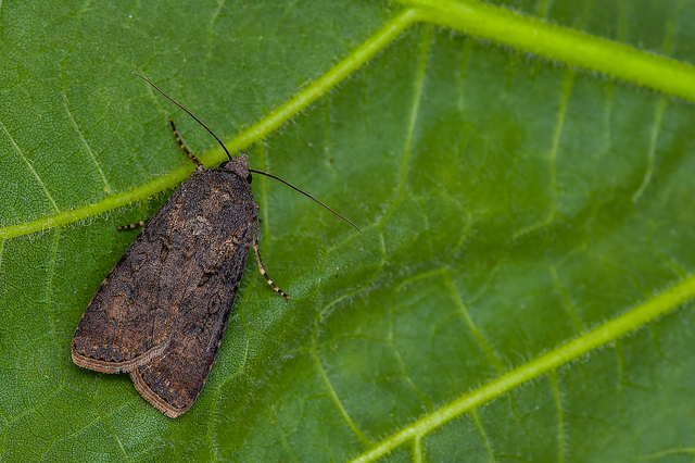 Agrotis segetum - vetési földibagoly