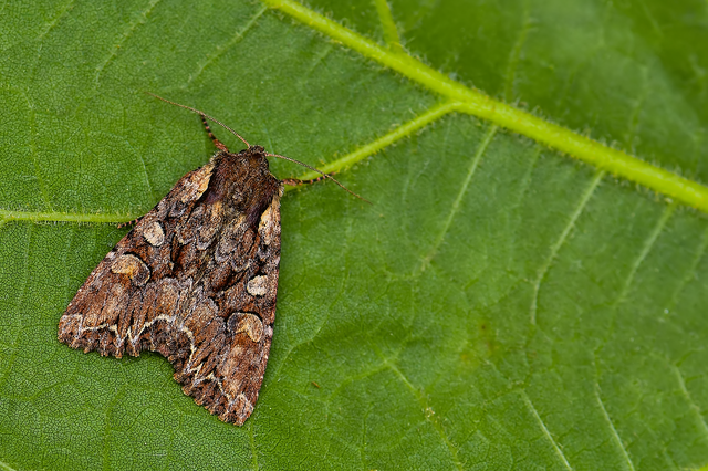 Lacanobia thalassina - borbolya-kertibagoly