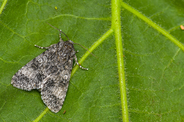 Acronicta megacephala - nagyfejű szigonyosbagoly