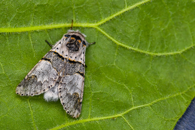 Furcula bifida - kis púposszövő