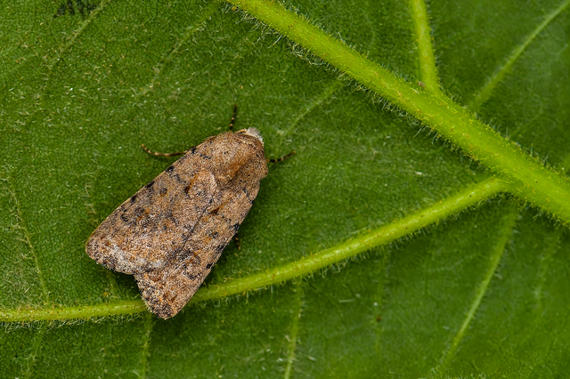 Paradrina clavipalpis - közönséges selymesbagoly