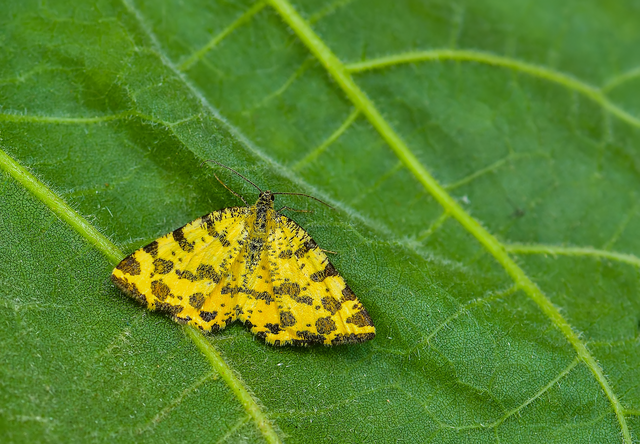 Pseudopanthera macularia - párducfoltos araszoló