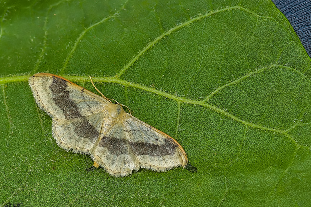 Idaea aversata - nagy sávosaraszoló