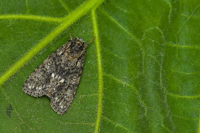 Acronicta rumicis - sóska-szigonyosbagoly