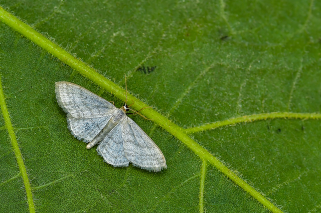 Idaea subsericeata - ötvonalas apróaraszoló