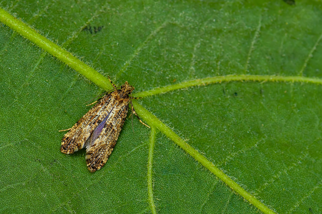 Tineidae - ruhamolyfélék