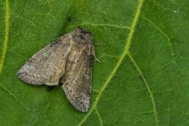 Tethea or - bélyeges pihésszövő