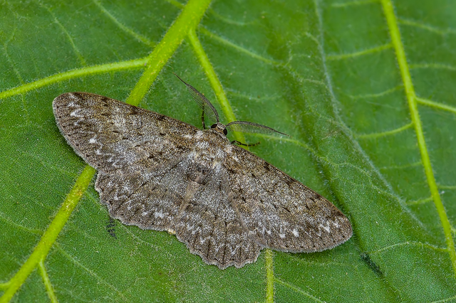 Hypomecis punctinalis - pettyes faaraszoló