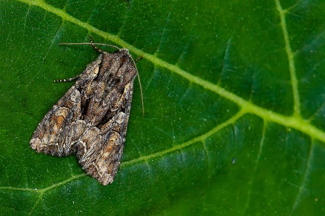 Lacanobia thalassina - borbolya-kertibagoly