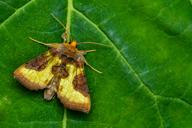 Diachrysia chrysitis - aranybagoly