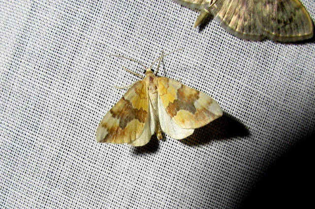 Cidaria fulvata - rózsaaraszoló