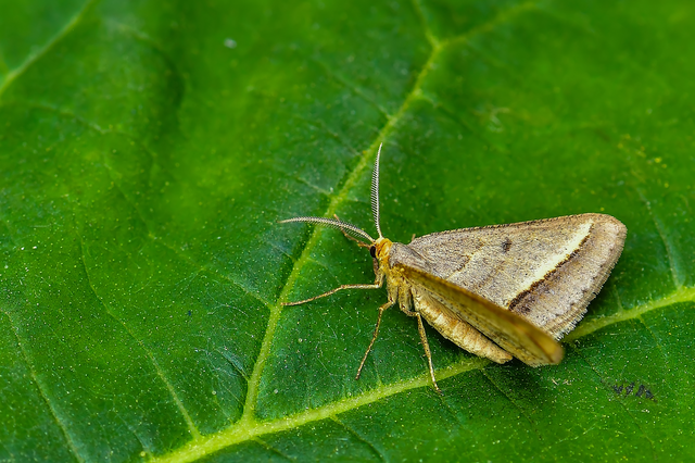Tephrina arenacearia - lucerna-araszoló