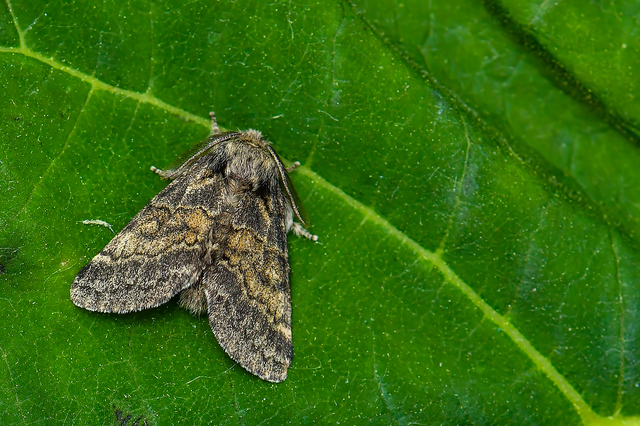 Gluphisia crenata - kormos púposszövő