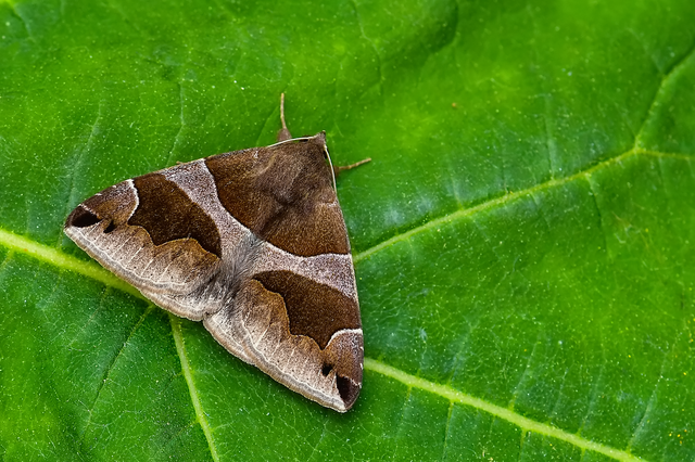 Dysgonia algira - déli porcelánbagoly