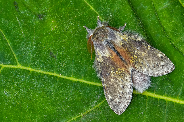 Stauropus fagi - bükkfa-púposszövő