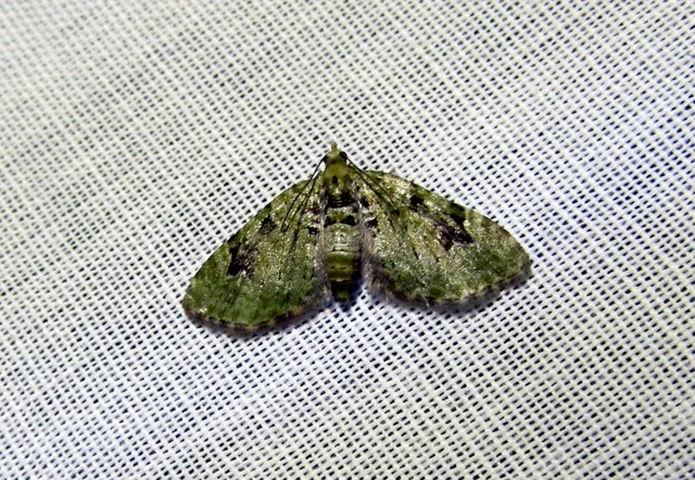 Chloroclystis v-ata - zöldes törpearaszoló
