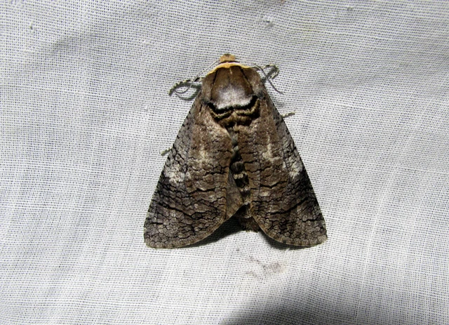 Cossus cossus - fűzfarontólepke