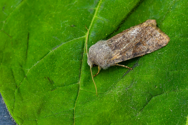 Orthosia incerta - változékony barkabagoly