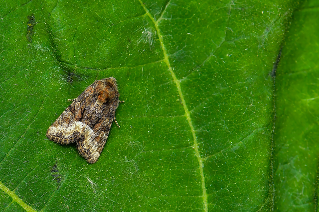 Oligia strigilis/latruncula/versicolor