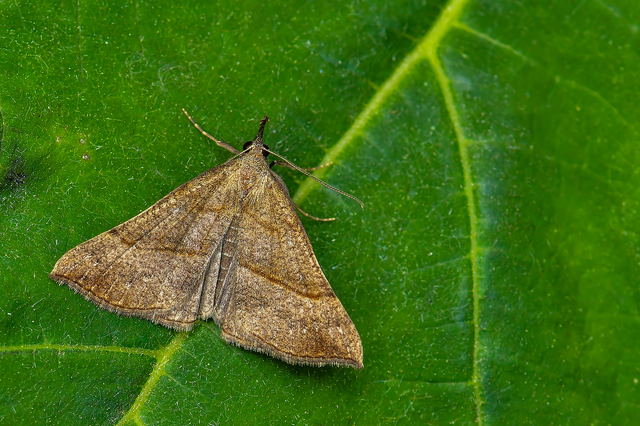 Hypena proboscidalis - ormányos karcsúbagoly