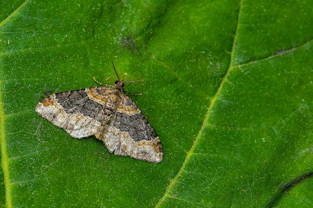 Xanthorhoe ferrugata - kerti tarkaaraszoló
