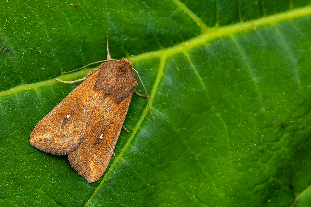 Mythimna albipuncta - fehérpettyes rétibagoly