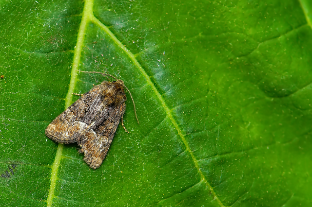 Oligia strigilis/latruncula/versicolor