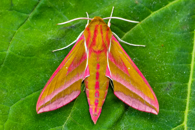 Deilephila elpenor - szőlőszender