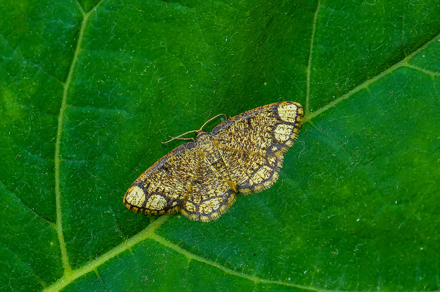 Stegania cararia - gyűrűs nyáraraszoló