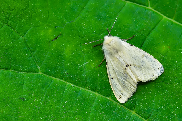 Spilarctia lutea - sárgás medvelepke