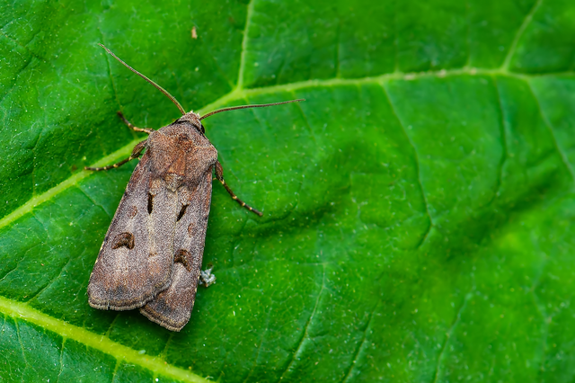 Agrotis exclamationis - felkiáltójeles földibagoly