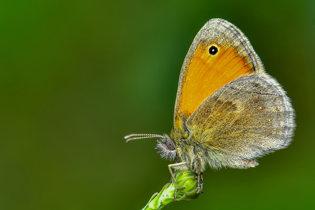 Coenonympha pamphilus - kis szénalepke
