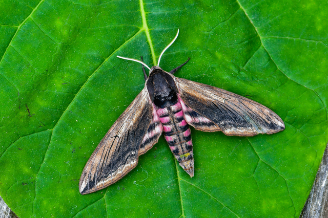 Sphinx ligustri - fagyalszender